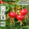 Шиповник "Воронцовский" на фото