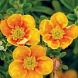 Лапчатка кустарниковая 