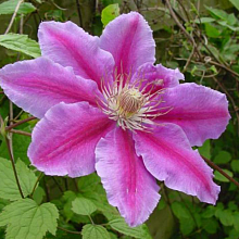 Основное изображение товара