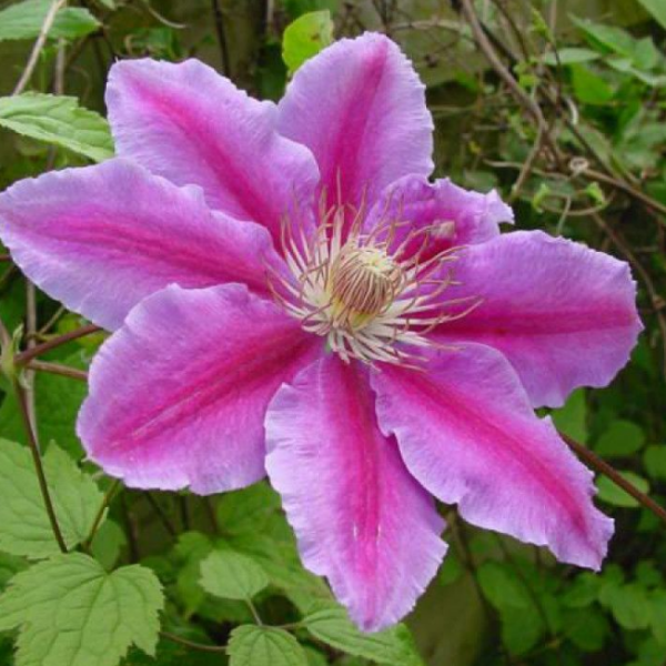 Основное изображение товара