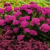 Очиток обыкновенный (Sedum telephium) Мистер Гудбуд С1,5 НСп/26