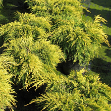 Основное изображение товара