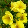 Лапчатка кустарниковая (Potentilla fruticosa) Дабл Панч С3 СП/25