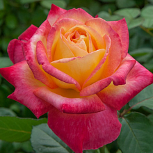 Основное изображение товара