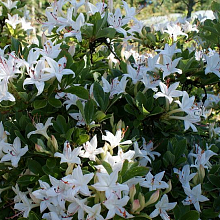 Основное изображение товара