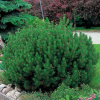 Сосна горная (Pinus mugo) Мопс 40-50 С25 НБл/26