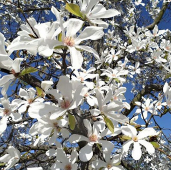 Основное изображение товара