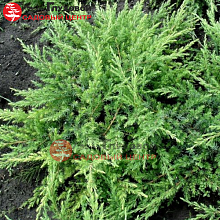 Основное изображение товара