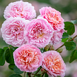 Роза флорибунда Д. Остин 