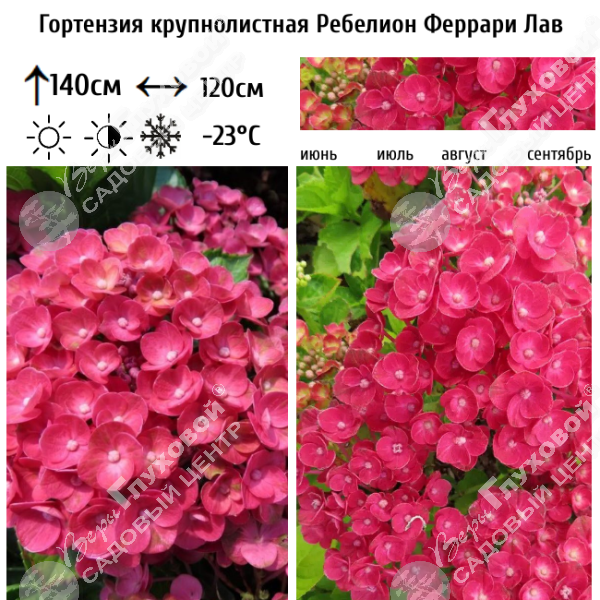 Гортензия крупнолистная "Ребелион Феррари Лав" на фото