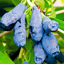 Основное изображение товара