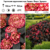 Гортензия крупнолистная (Hydrangea macrophyllа) Эклипс Фирст Эдишен Р9 СП/26