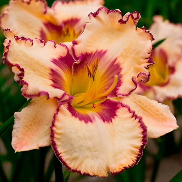 Основное изображение товара