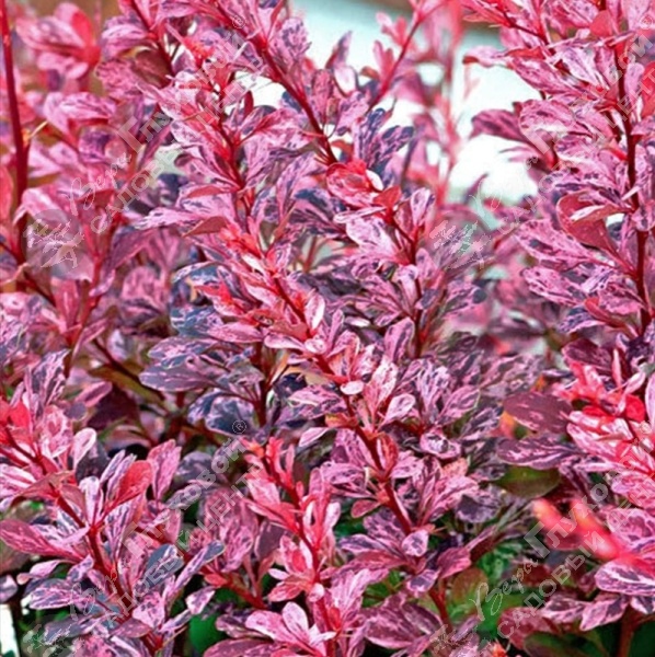 Барбарис Тунберга "Пинк Берд" на фото