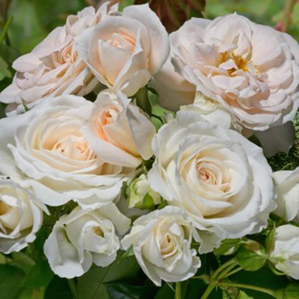 Основное изображение товара