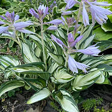 Основное изображение товара