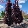Клен остролистный (Acer platanoides) Кримсон Сентри  8/10 Шт-220 С45 ГВр/26