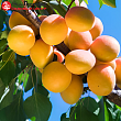 Абрикос 
