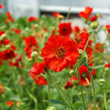 Гравилат чилийский "Миссис Бредшоу" на фото