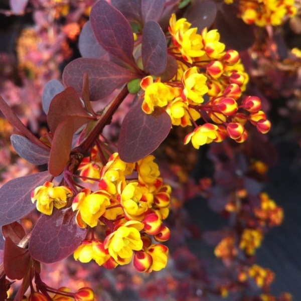 Барбарис оттавский «Суперба» Berberis х ottawensis «Superba» (B.x ottawensis «Purpurea», B.thunbergi
