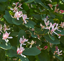 Основное изображение товара