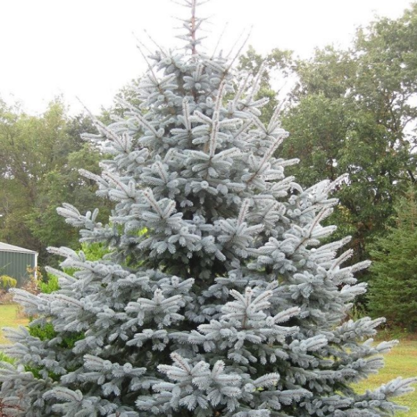 Ель колючая "Эдит” - Picea pungens "Edith"