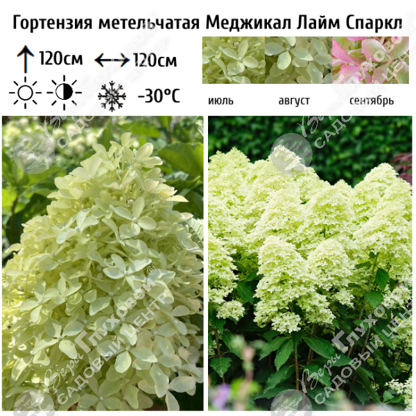 Гортензия метельчатая "Меджикал Лайм Спаркл" на фото