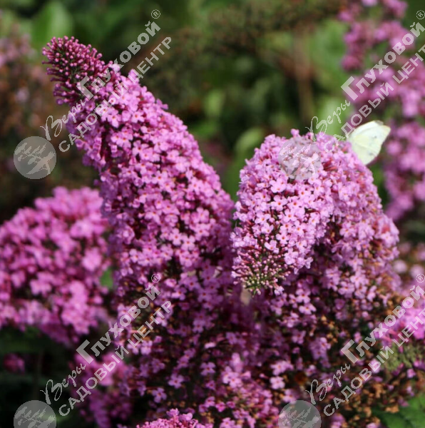 Буддлея Давида "Пинк Делайт" на фото