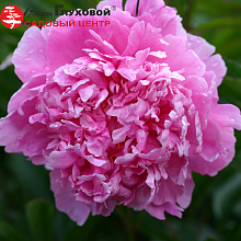 Основное изображение товара