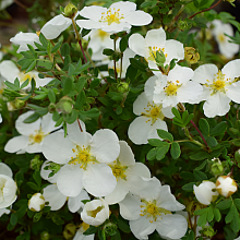 Основное изображение товара