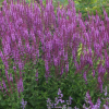 Шалфей дубравный (Salvia nemerosa) Аметист С2 ГлХ/26