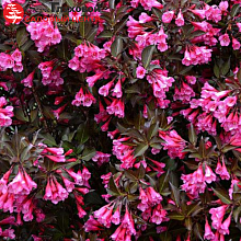 Основное изображение товара