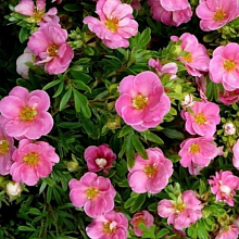 Основное изображение товара