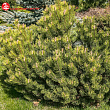 Сосна горная 