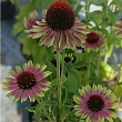 Эхинацея пурпурная 