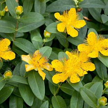 Основное изображение товара