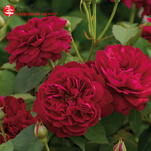 Основное изображение товара