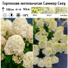 Гортензия метельчатая (Hydrangea paniculata) Саммер Сноу Р9 СП/26