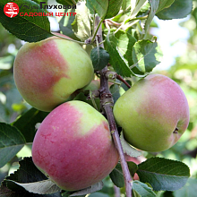 Основное изображение товара