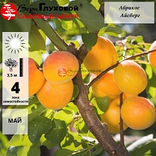 Абрикос Айсберг (ранний сорт)