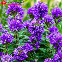 Основное изображение товара