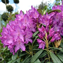 Основное изображение товара