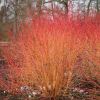 Дерен кроваво-красный (Cornus sanguinea) Мидвинтер Файер С3 СП/25