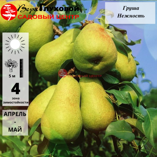Груша Нежность (осенний сорт)