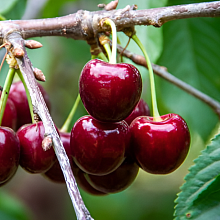 Основное изображение товара