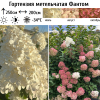 Гортензия метельчатая "Фантом" на фото