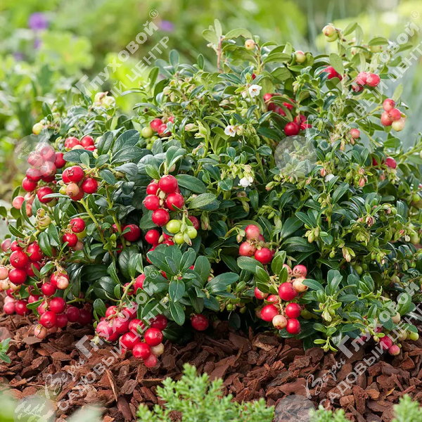 Брусника "Коралл" на фото