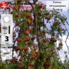 Рябина обыкновенная "Пендула" на фото