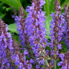 Шалфей дубравный (Salvia nemerosa) Руген С2 ГлХ/26