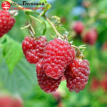 Основное изображение товара